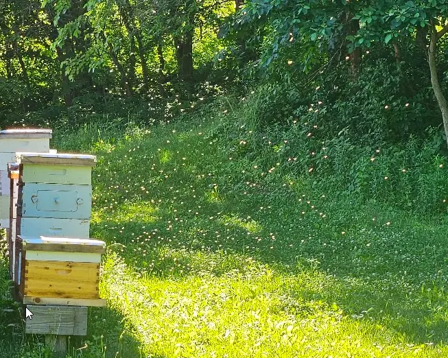 Bees flying across a sunny grassy bee yard beside wooden hives