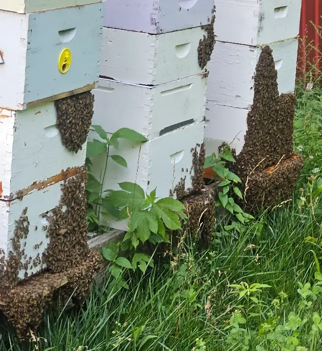Large clusters of bees gathered on the fronts of several white hives