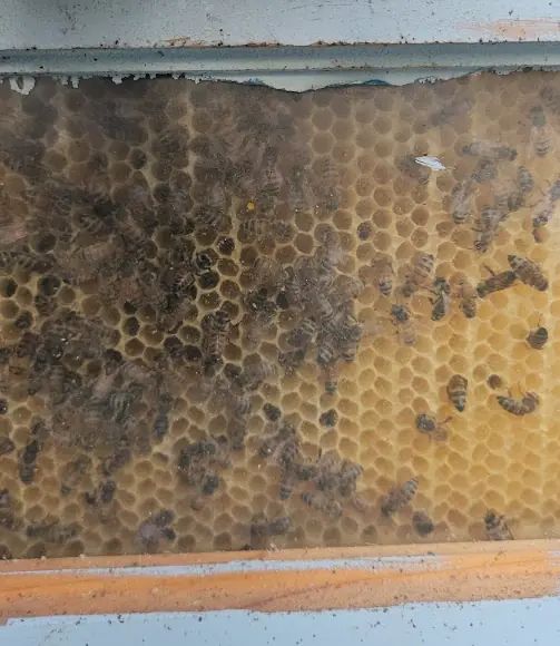 Honey bees moving across a section of honeycomb