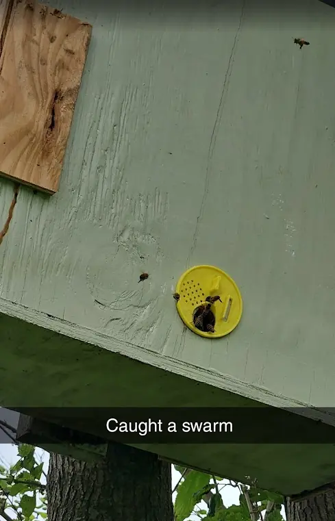 Bees entering a hive after a swarm was caught