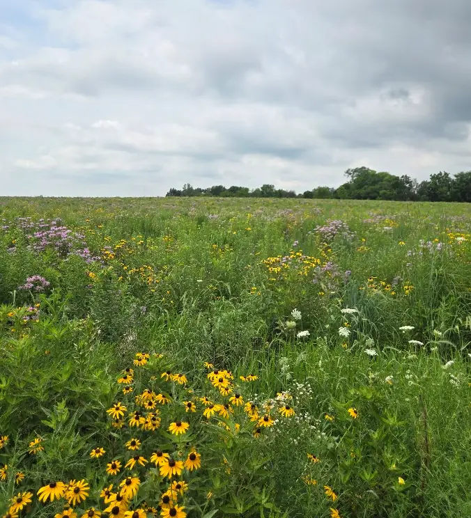 Native wildflowers blooming in the farm's CRP habitat