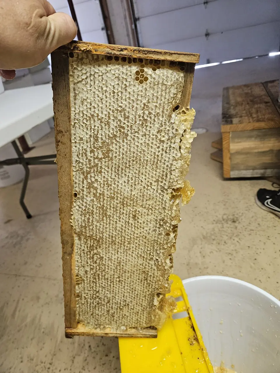 A honeycomb frame from a hive