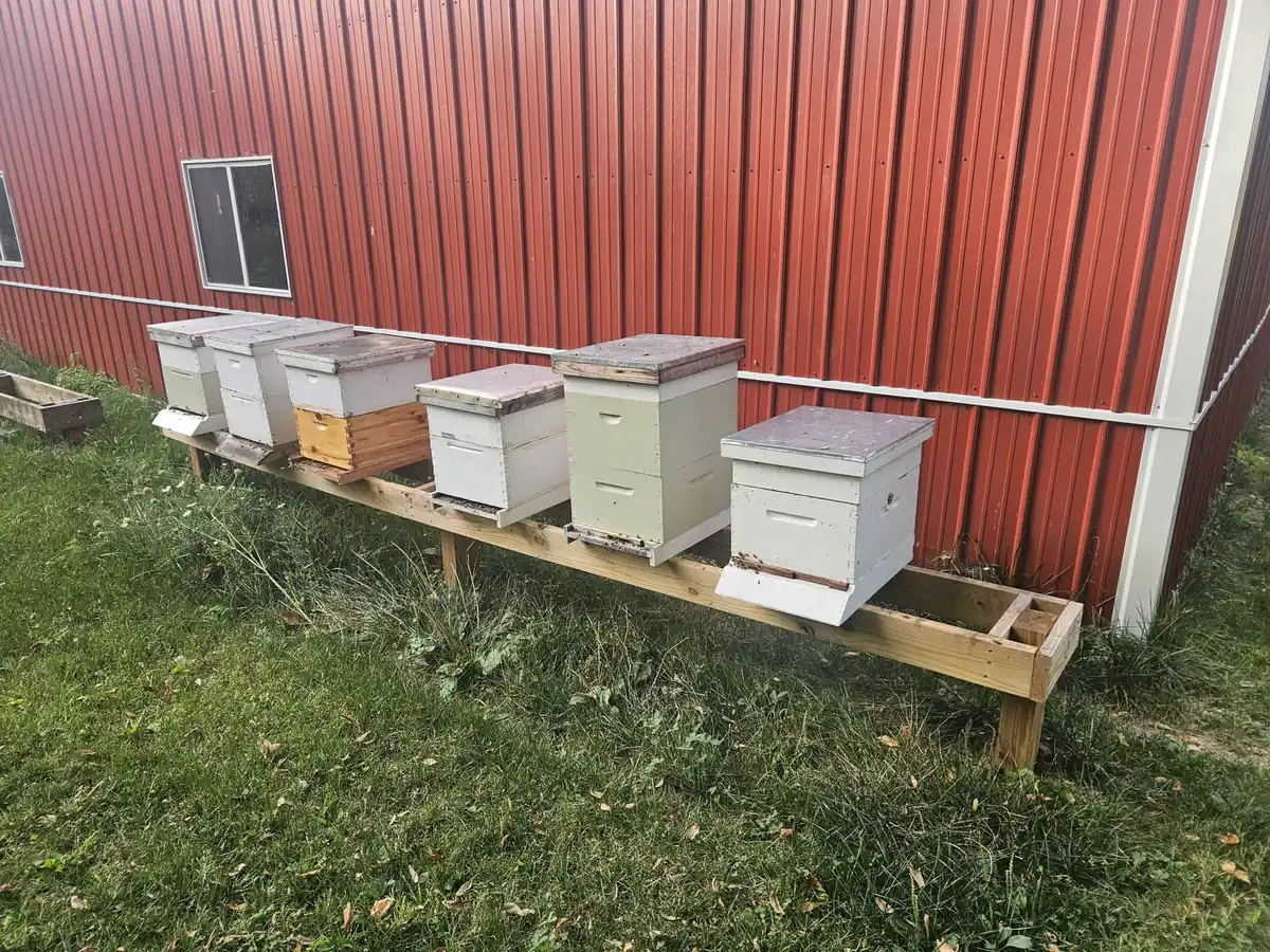 Beehives lined beside a red barn at Freeman Family Honey Farm