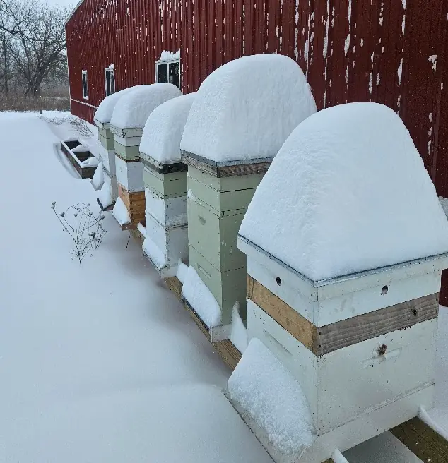 A row of beehives covered in deep snow beside the red barn