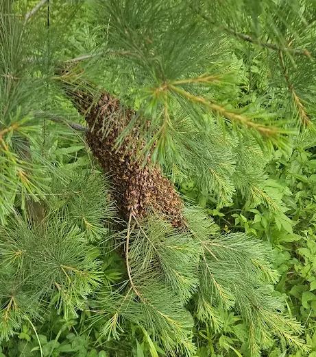 A swarm of honey bees clustered on a pine branch