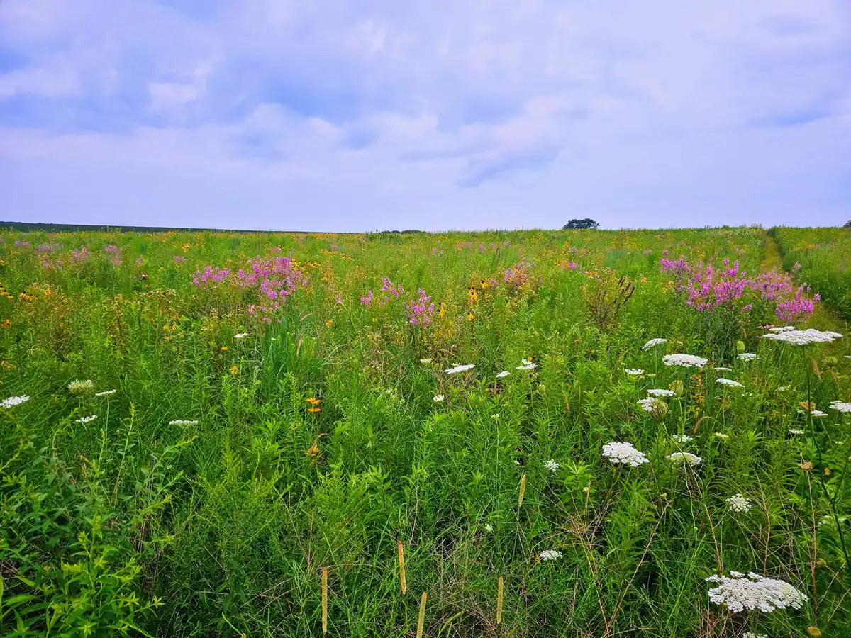 A wildflower field near the honey farm